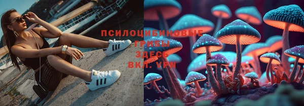 гашик Богданович